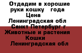 Отдадим в хорошие руки кошку 2 года › Цена ­ 1 - Ленинградская обл., Санкт-Петербург г. Животные и растения » Кошки   . Ленинградская обл.